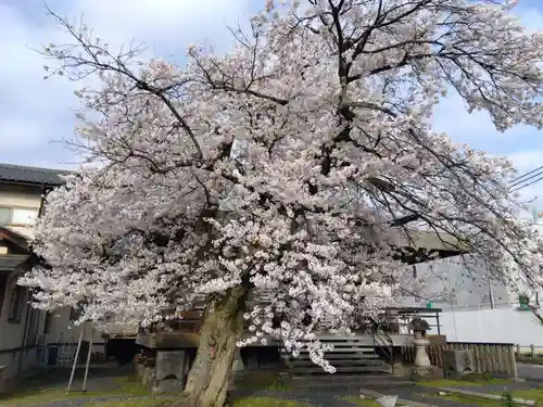 妙経寺(福井県)