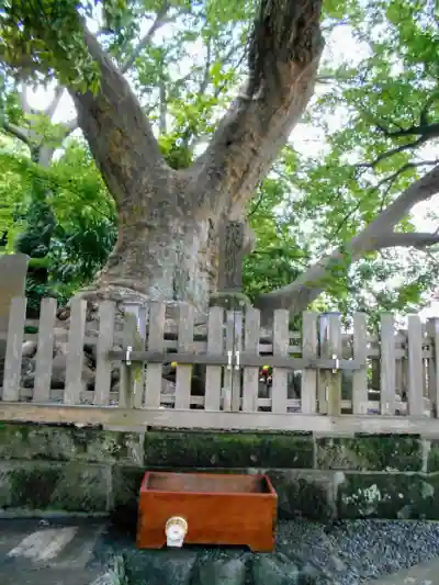 六代山不動院の自然