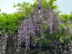 亀戸天神社(東京都)