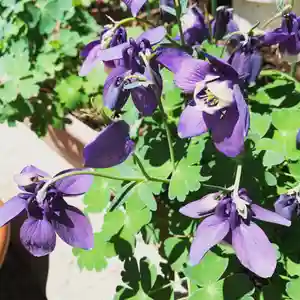 豊景神社の自然(2020年05月08日(金) 06時15分31秒投稿)