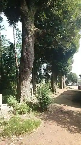 鶴峯八幡宮の自然