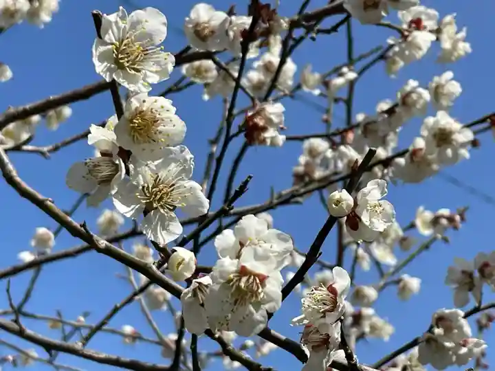 長浜八幡宮の自然