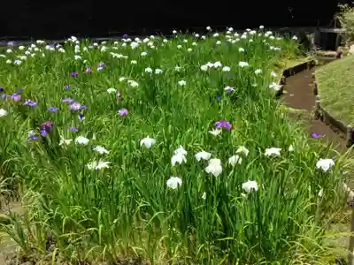 明月院(神奈川県)