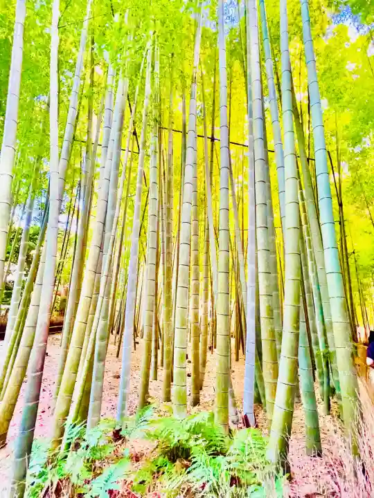 報国寺(神奈川県)