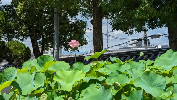 大谷本廟(京都府)