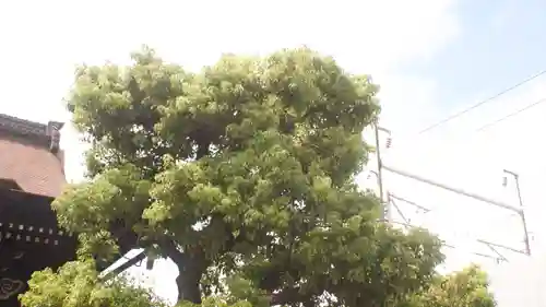 六孫王神社の御朱印