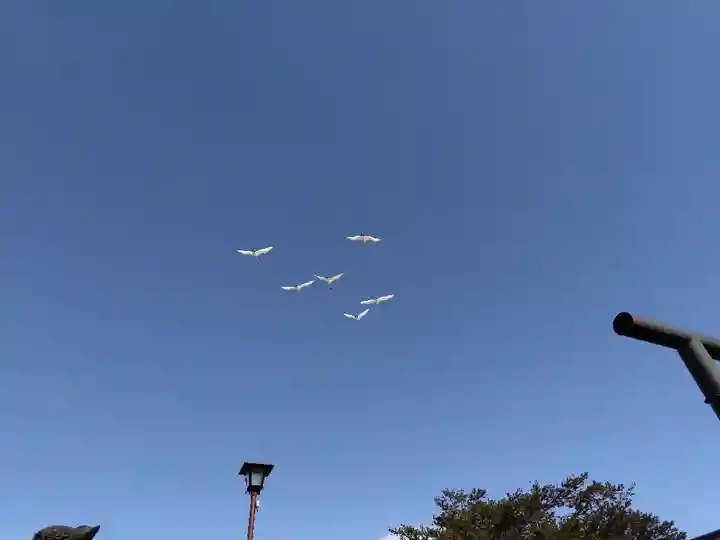 豊幌神社の動物
