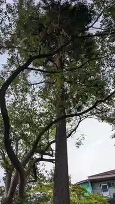 中川熊野神社の自然