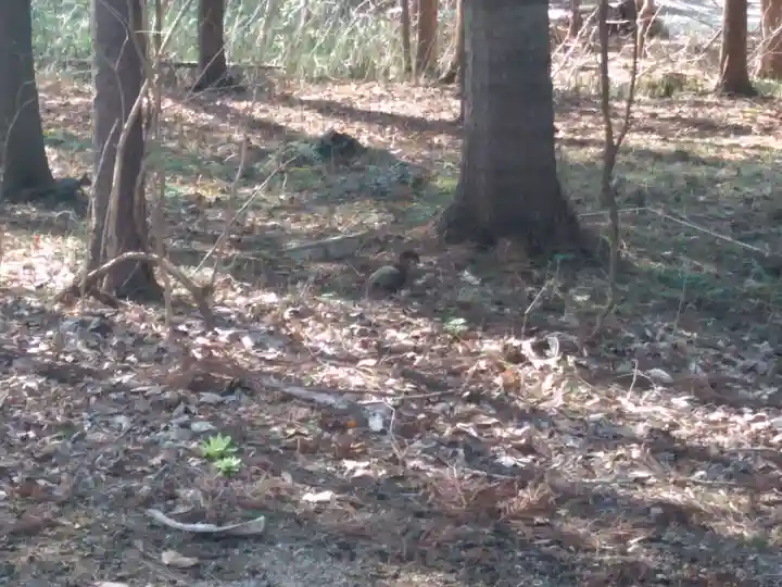 千歳神社の動物