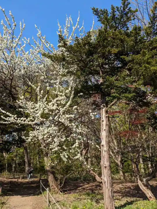 北海道神宮の自然