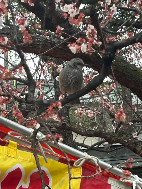 湯島天満宮(東京都)