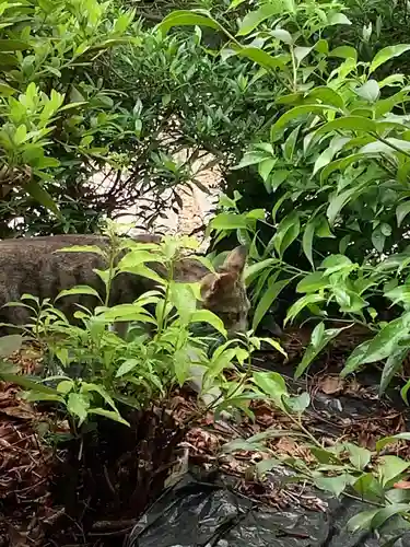 三輪神社の動物