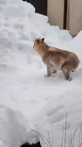 鹿角八坂神社の動物