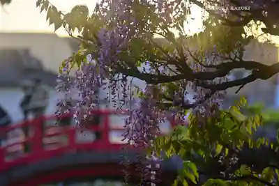 亀戸天神社(東京都)