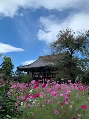 般若寺 ❁コスモス寺❁の本殿・本堂