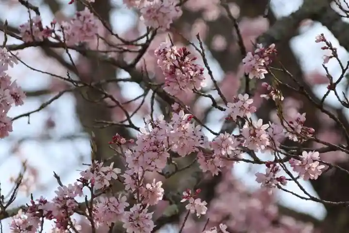 長屋神社の自然