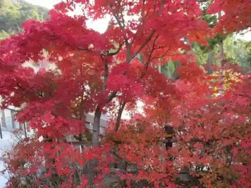 尊永寺の自然