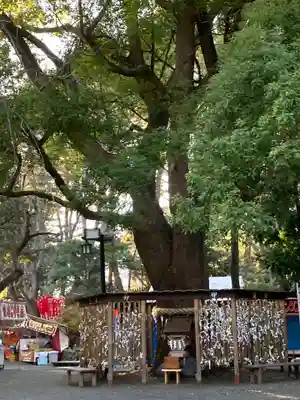 平塚八幡宮(神奈川県)