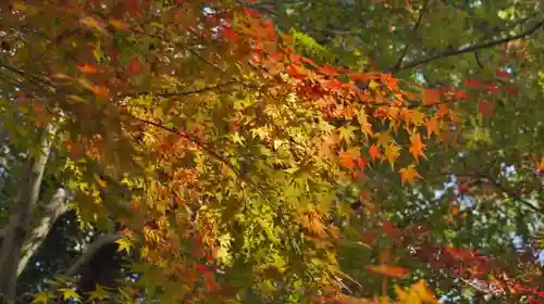 光明寺（粟生光明寺）の自然