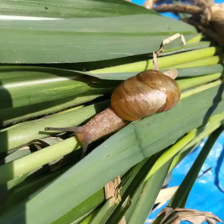 七重浜海津見神社(北海道)