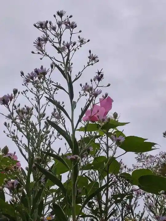 海蔵寺(神奈川県)