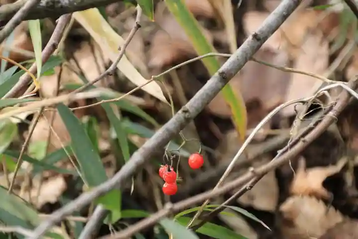 阿久津「田村神社」(郡山市阿久津町)旧社名:伊豆箱根三嶋三社の自然