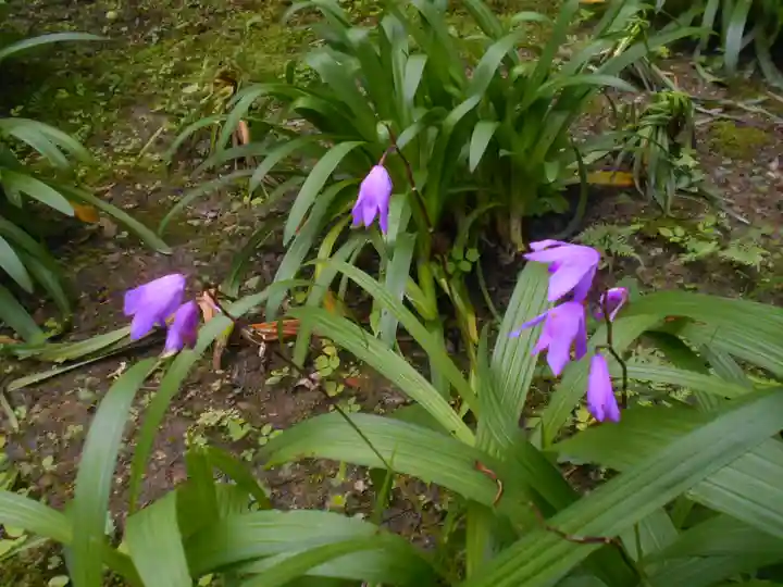 安國論寺(安国論寺)の自然
