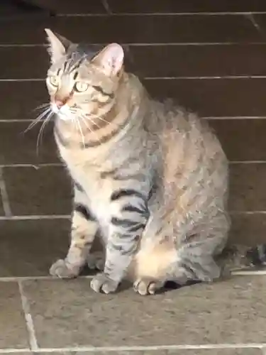 王子神社の動物