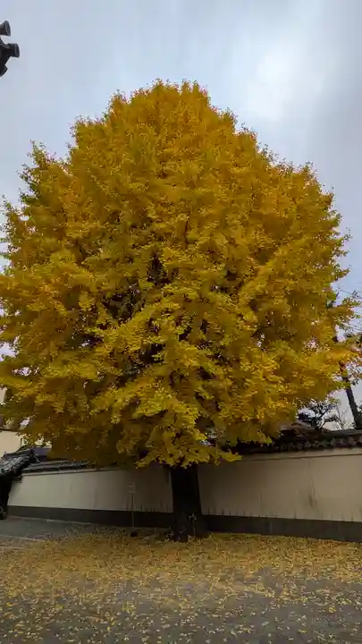 本法寺(京都府)