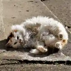 阿邪訶根神社の動物