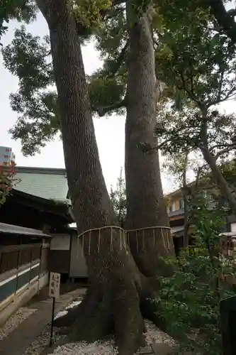 鳩ヶ谷氷川神社の自然
