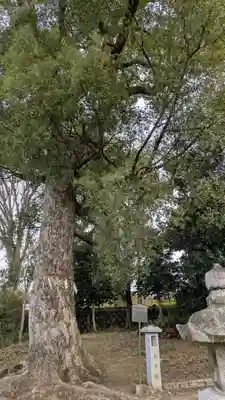 許波多神社（小幡東中鎮座）(京都府)