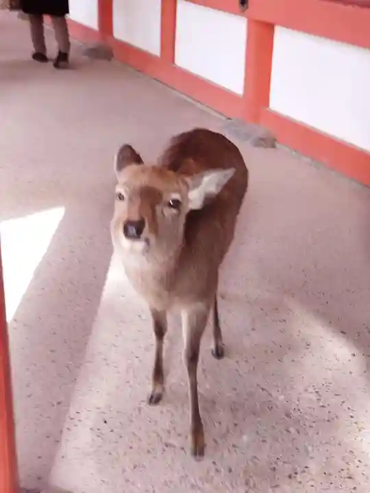 春日大社(奈良県)