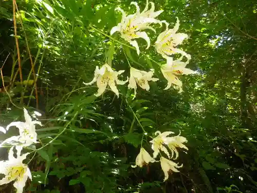 佐助稲荷神社の自然