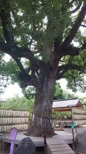 平野神社の自然
