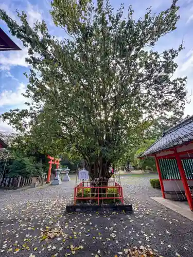 八代神社(熊本県)