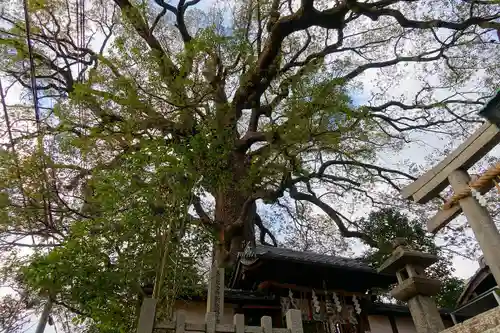 新熊野神社の自然