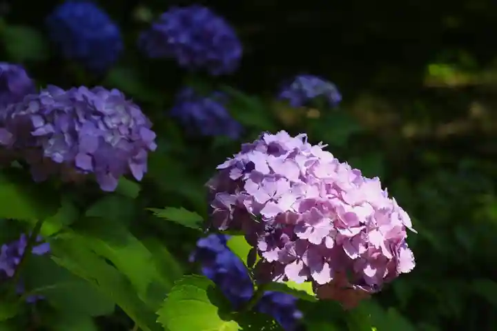 智積院(京都府)