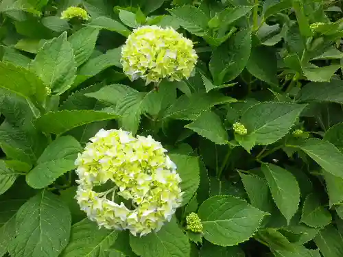 極楽寺（霊鷲山感應院極楽律寺）の自然
