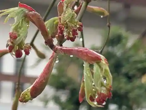 三輪神社の自然