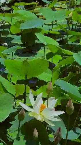 大通寺（長浜御坊）(滋賀県)