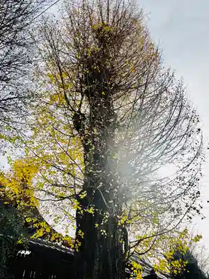 宇賀神社(京都府)