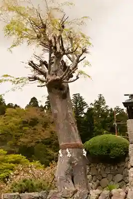 夫婦木神社(山梨県)