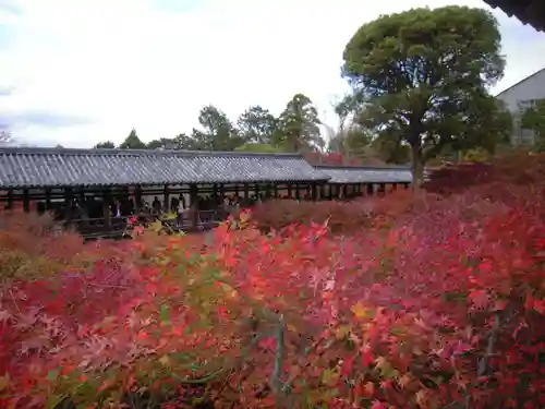 東福禅寺（東福寺）の自然