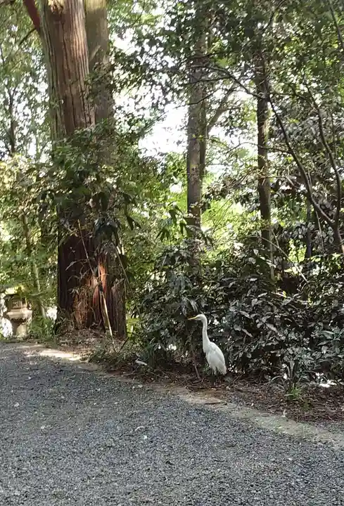 宇倍神社の動物
