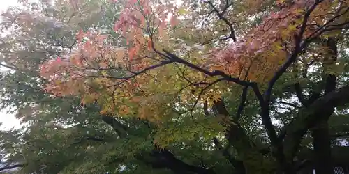 車折神社の自然