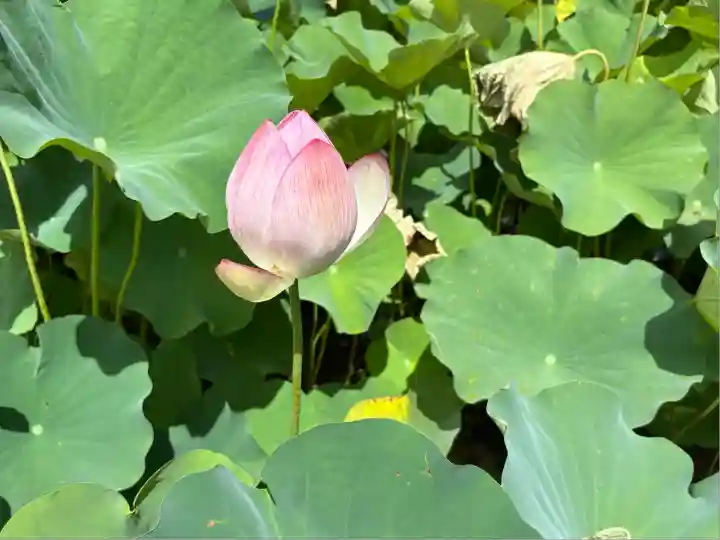 臼杵石仏(大分県)