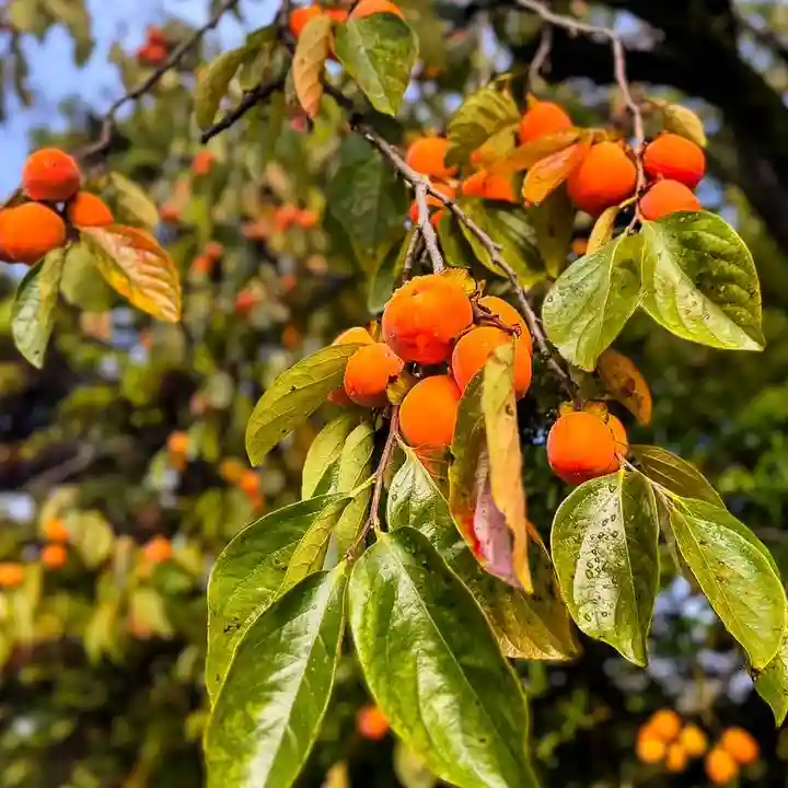 伊勢の国 四天王寺(三重県)