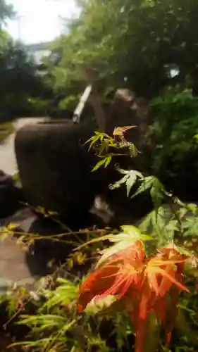 圓光禅寺（円光寺）の自然