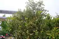 阿邪訶根神社の自然